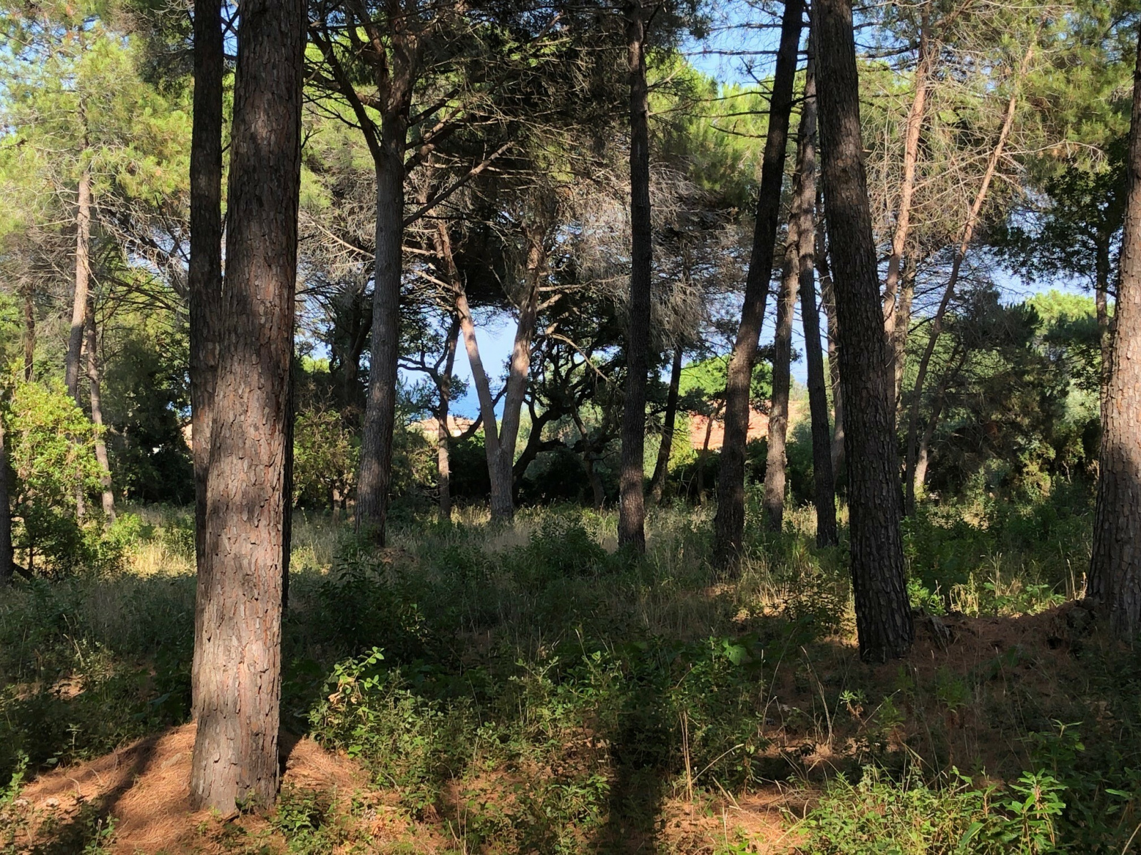 Image_, Villa, Sainte-Maxime, ref :19A